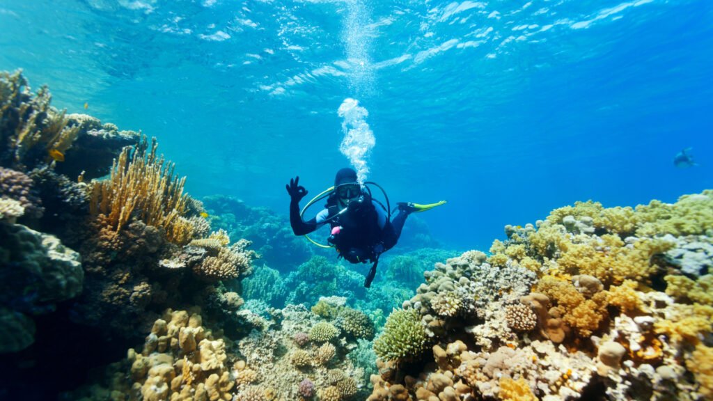 C Mo Obtuvimos Nuestra Certificaci N De Buceo En Los Cayos De Florida