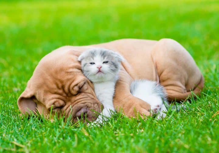 Perro y gato abrazados en la hierba