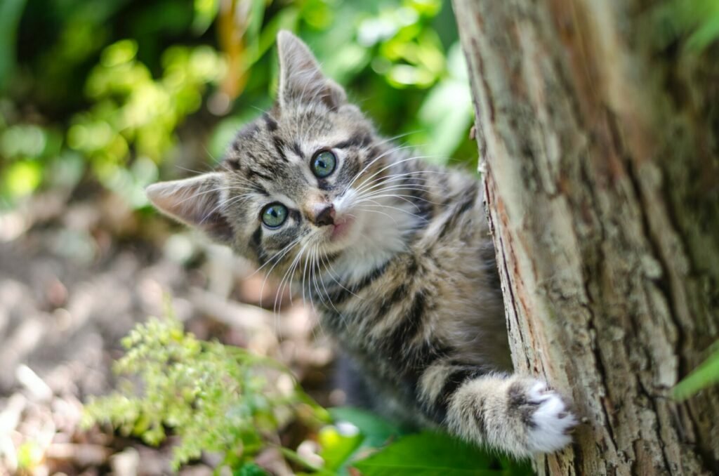 Un lindo gatito está jugando afuera en un árbol.