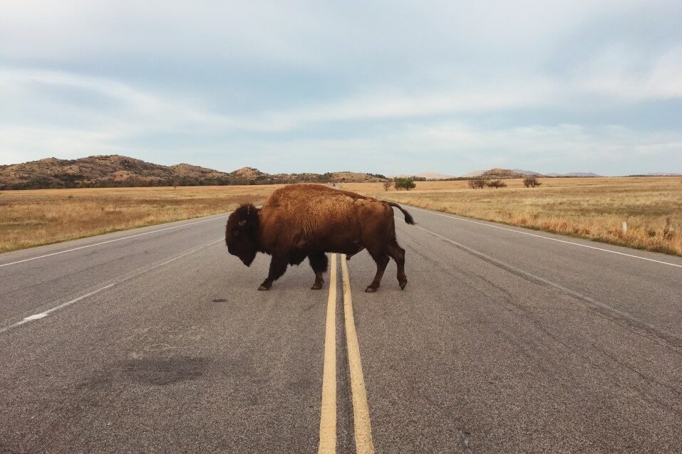 Un bisonte cruza la carretera en los campos rurales de Oklahoma a fines del verano.