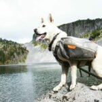 Un perro con jauría que pasea por la montaña con su dueño atado.