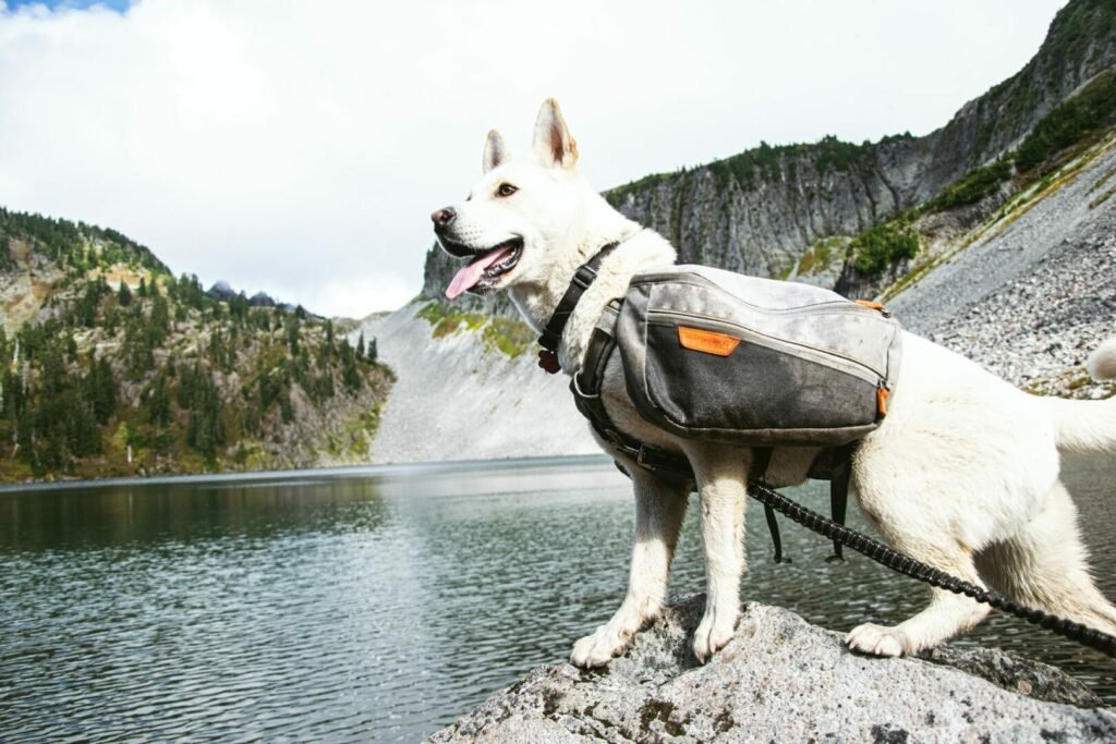Un perro con jauría que pasea por la montaña con su dueño atado.