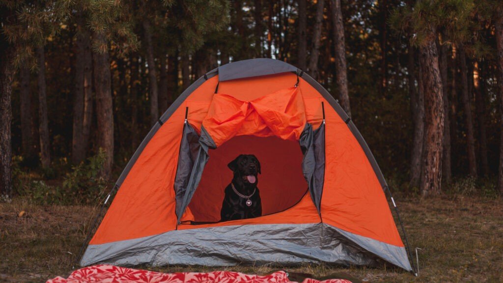 Consejos de expertos para acampar con perros con éxito