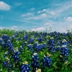 Flores silvestres que cubren un campo en Austin, Texas.