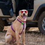 Perro con gafas de moda y arnés morado para un jeep todoterreno