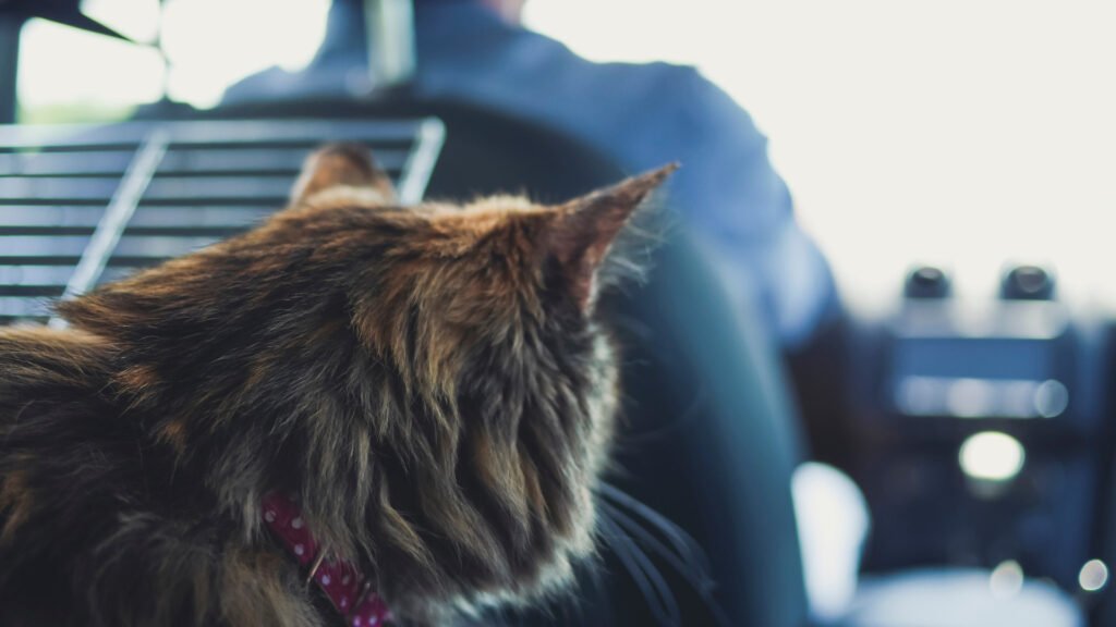 Un gato que viaja en la parte trasera de un RV mientras duerme en su cama para gatos