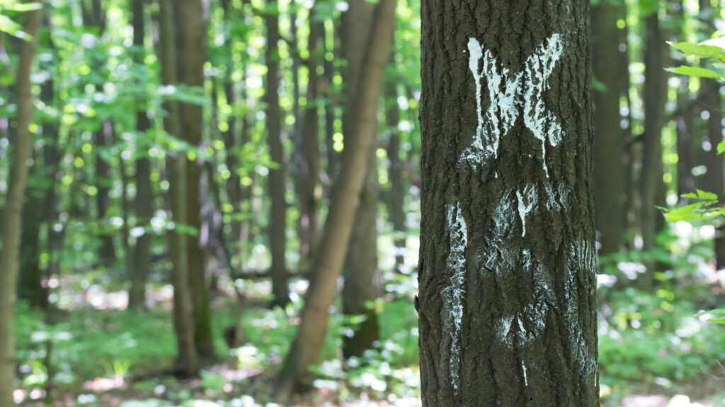 Un árbol con una X pintada